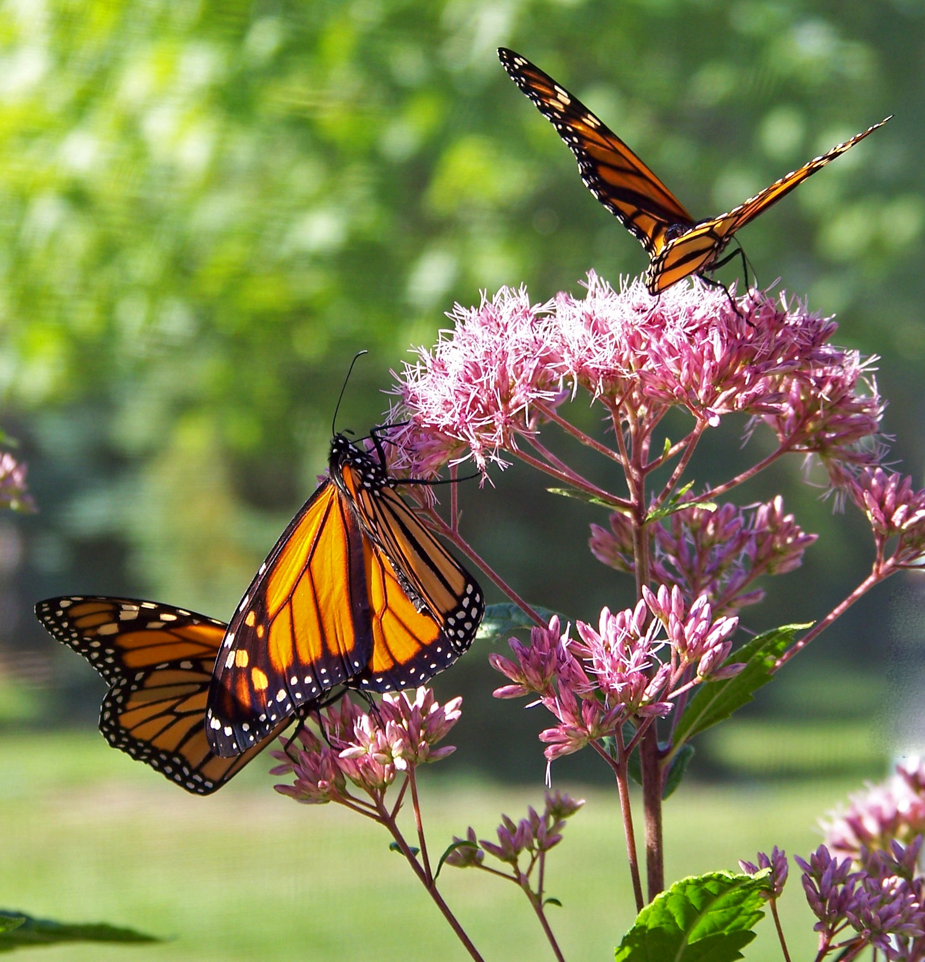 incómodo mariposas