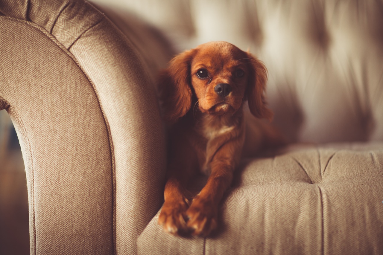 un cachorro en casa